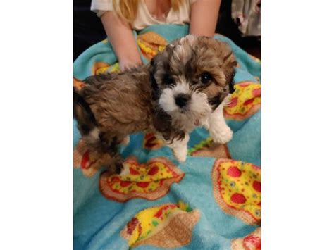 We have hundreds of mls listings in the if you have questions on a sioux falls acreage or would like to see a property, please contact us at sioux falls real estate and we will show you your. 3 Shih tzu puppies for sale in Sioux Falls, South Dakota ...