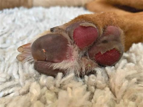 Split Paw Pad Disease In Dogs Causes Symptoms And Treatment Your Vet