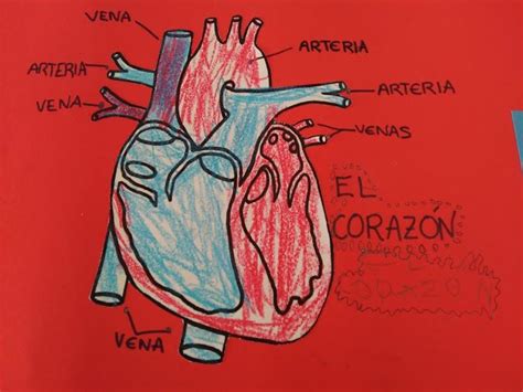 Como Explicar El Sistema Circulatorio A Un Niño De 4 Años Sistema