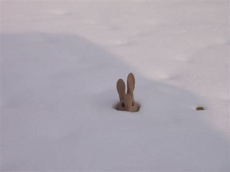 Rabbit Lawn Sculpture Peeking Up Through The Snow A Rabbit Flickr