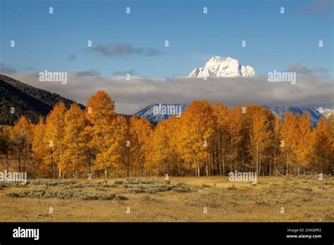 Autumn Colours In Grand Teton National Park Usa Stock Photo Alamy