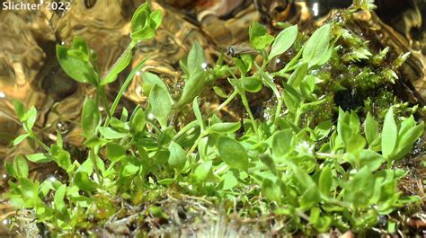 Alpine Pearlwort Arctic Pearlwort Sagina Saginoides Synonyms Sagina