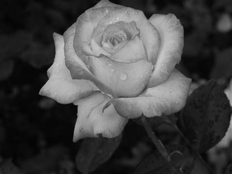 Top 100 Imagenes En Blanco Y Negro De Rosas Mx