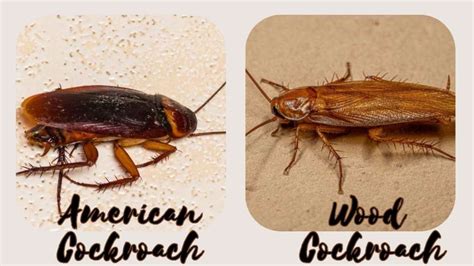 American Cockroach Vs Wood Roach Their Differences