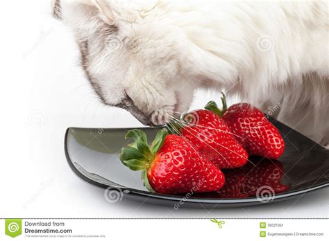 white cat carefully eats red strawberry stock image image of group domestic 36021051