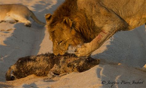Remarkable Clash Between Lion And Wild Dog Discover Africa Safaris