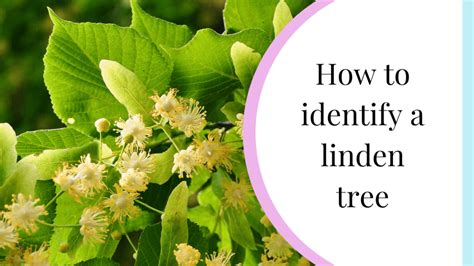 How To Identify A Linden Tree Easy Tree Id My Nature Nook