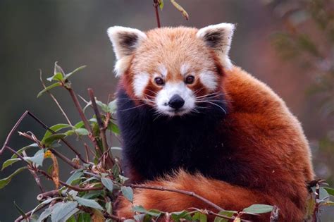 The Sikkim Times First Survey Reports On Red Panda In Sikkim Confirms