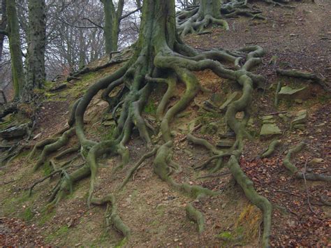 Beautiful Trees With Roots Tree Roots By Paulinemoss Roots