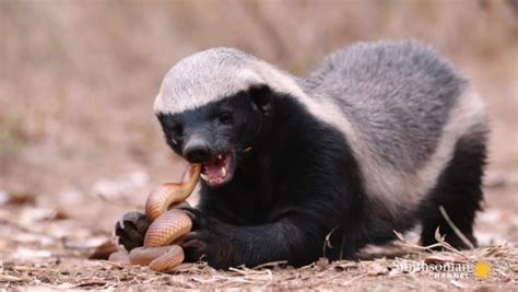 Meet The Honey Badger Guest Post By Graham Davis Kate On Conservation