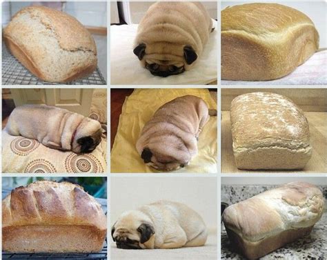 Pug Or Loaf