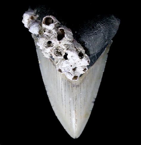 Megalodon Tooth With Barnacles Specimen In Paxton Gate