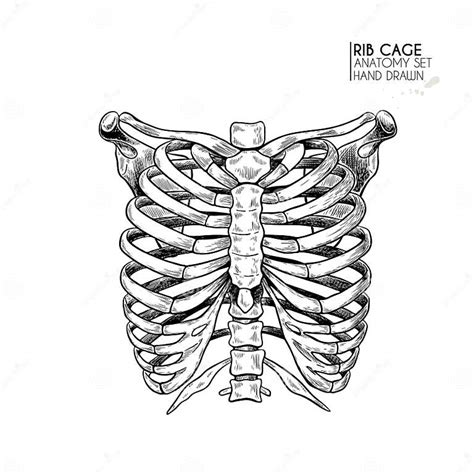 Hand Drawn Anatomy Set Vector Human Body Parts Bones Rib Cage Or