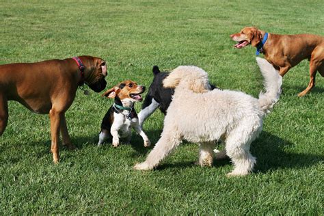 Best Dog Parks In Nyc That Youll Love Blueprint