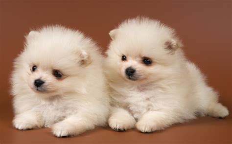Adorable Puppies Puppies Wallpaper 22289943 Fanpop
