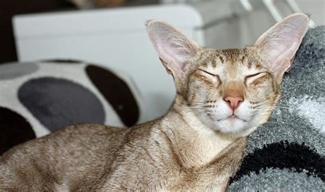 無料の写真 猫 睡眠 夢 ごろごろいう 自宅に感じる 子猫 Pixabayの無料画像 408784