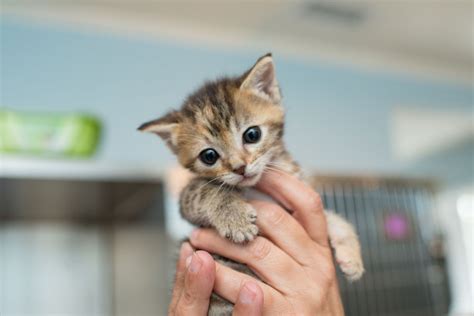 Cat Care • Kitten Rescue