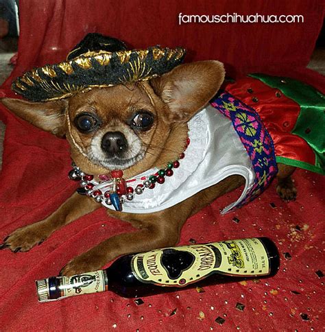Zoey Chihuahua Sombrero Famous Chihuahua