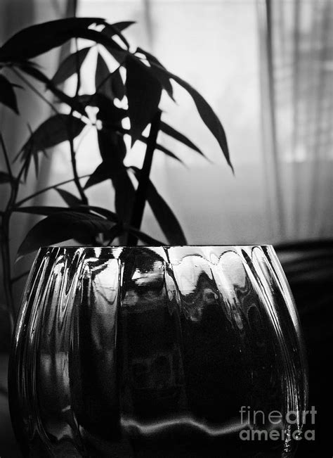 Still Life Plant And Glass Photograph By Ellen Cotton Fine Art America
