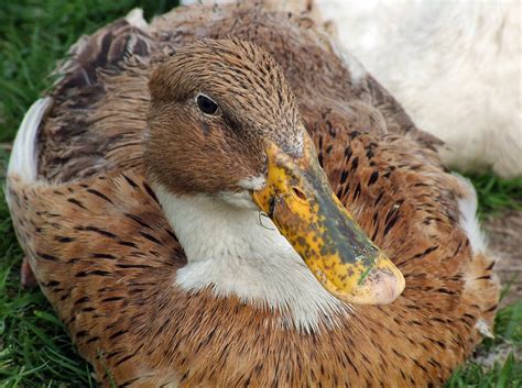 Ugly Duck Free Photo Download Freeimages