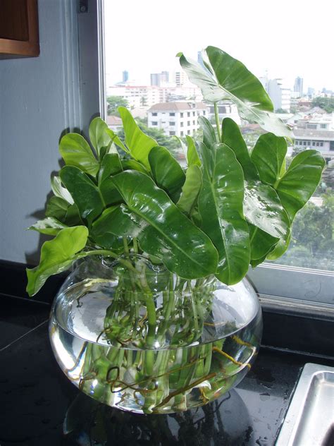 Water Indoor Plants Plants Photo