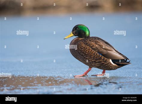 Mallard Black Hybrid Duck Hi Res Stock Photography And Images Alamy