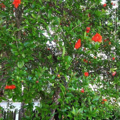 Plant Identification Orange Red Flowered Tree 3 By Fj208861