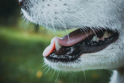 Bad Dog Breath Reasons And Solutions Animalia