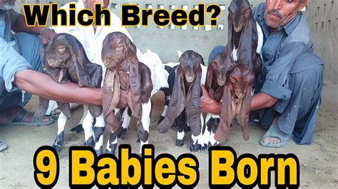 World Record 9 Baby Goats Born Which Breed Youtube