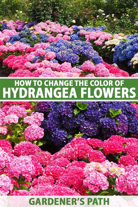 How To Change The Color Of Hydrangeas Gardeners Path