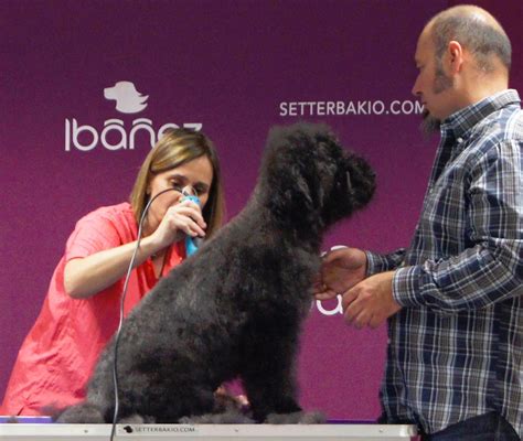 Arriba Foto Como Quitar Los Nudos A Un Perro De Agua Actualizar