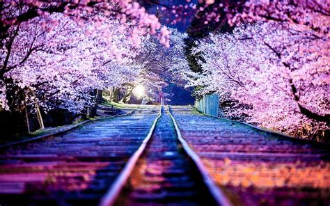 Japan Spring Basty Japanese Scenic Hd Wallpaper Pxfuel