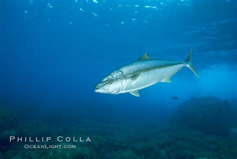 North Pacific Yellowtail Photo Stock Photograph Of A North Pacific
