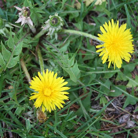 Wonder Fruits Plants And Seeds What Are The Benefits Of Dandelion Root