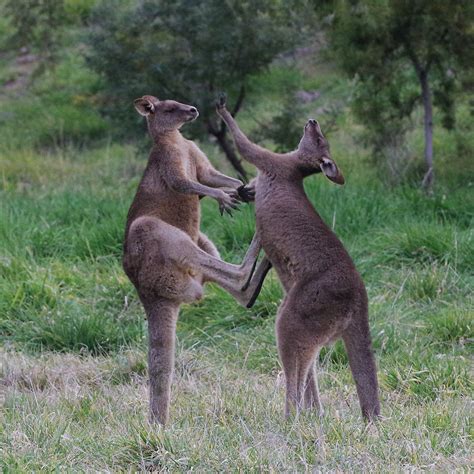 Kangaroo Kickboxing Page 2