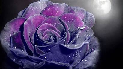 Rose Purple Dark Roses Background Magenta Wallpapers