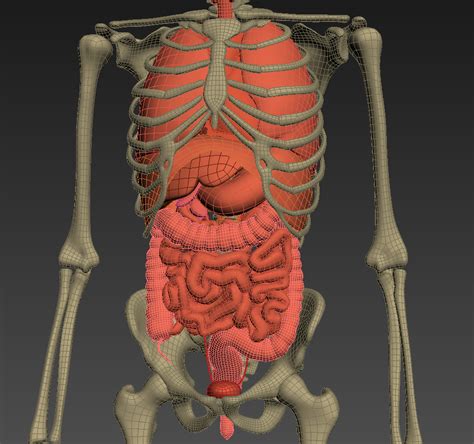 Human Anatomy Animated Skeleton And Internal Organs 3d Model