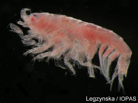 Benthic Amphipods Arctic Ocean Biodiversity