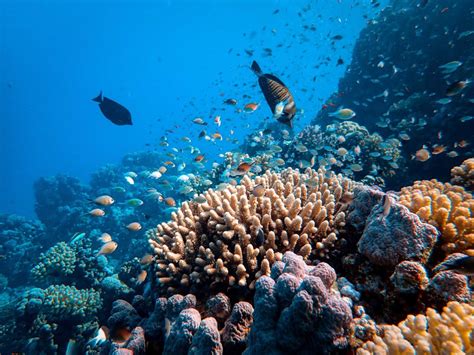 Arrecifes De Coral En México Una Riqueza Biológica