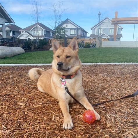 Shiba Inu German Shepherd Mix Everything You Need To Know