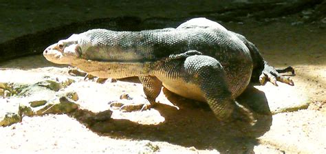 Largest Monitor Lizard On The Perhentian Islands Monitor Lizard