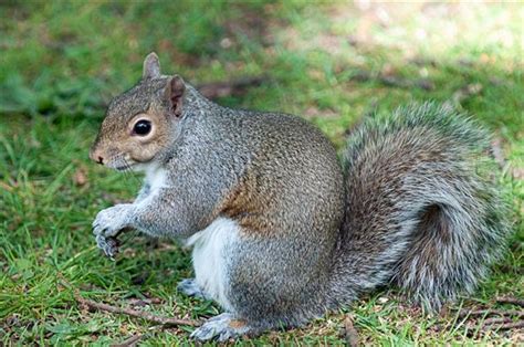 Facts About Gray Squirrels The State Mammal Of North Carolina