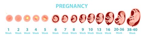 Timeline Of Pregnancy Tear Pad English Ph