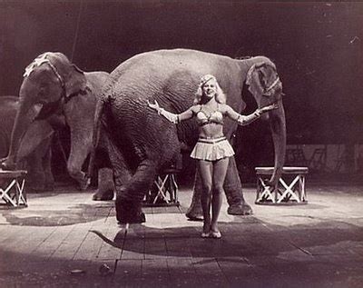 Pin By Moses Lestz On Circus An Elephant Healed Me Elephant
