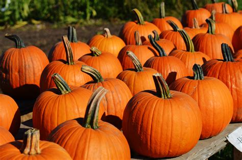 Free Images Orange Produce Halloween Season Gourd Carve Jack O