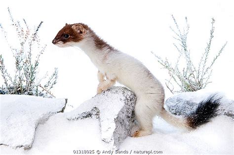 Nature Picture Library Stoat Mustela Erminea In Partial White Winter