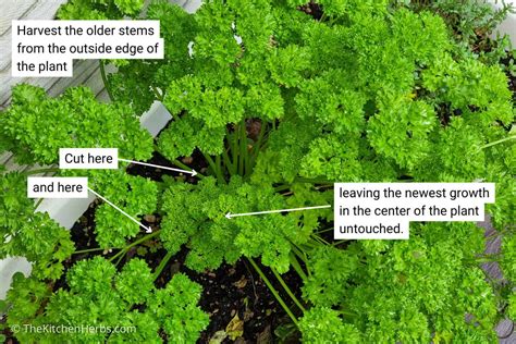 How To Harvest Parsley Without Damaging The Plant The Kitchen Herbs