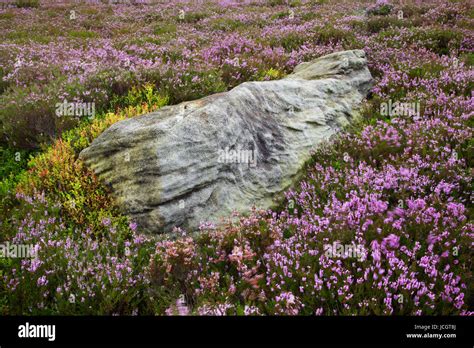 Heather In Bloom On Nought Moor Yorkshire Dales Stock Photo Alamy