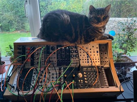 Cat On Modular Cliché Cat Synth Picture No 14725619 Catsynth