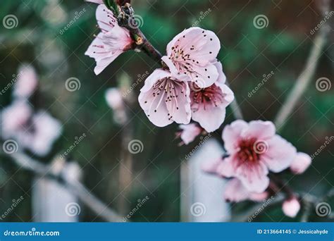Prunus Persica Pink Flowers Stock Image Image Of Peach Garden 213664145